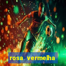 rosa vermelha (letra e cifra)